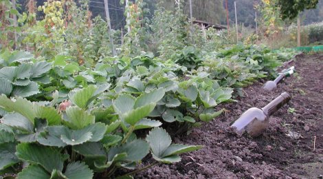 Tipps für das Frühbeet