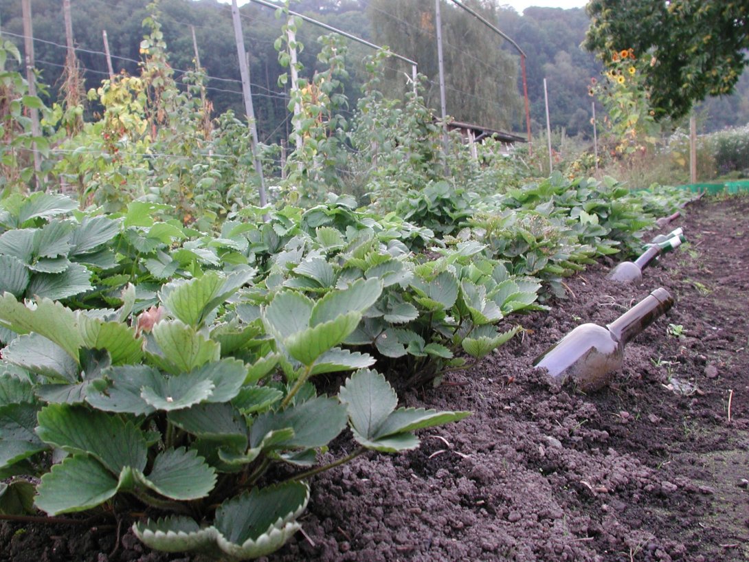Tipps für das Frühbeet