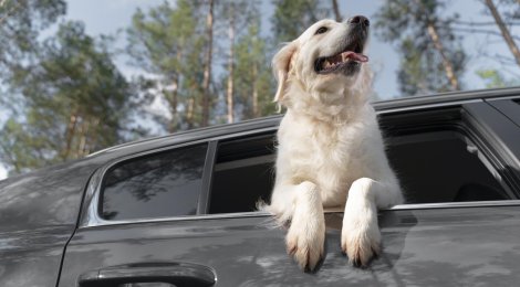 Beim Autofahren gelten für Tiere fast die gleichen Regeln wie für Menschen