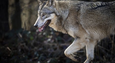 «Der Wolf wird bekämpft wie ein Schädling»