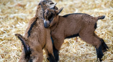 Plankis in Chur: Ein Landwirtschaftsbetrieb mit geschützten Arbeitsplätze für Menschen mit Behinderung