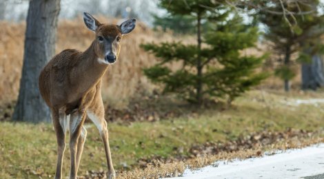 Was gibt es in Bezug auf Wildtiere beim Fahren zu beachten?