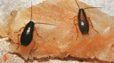 Garten im Sommer: Tipps und Tricks zu Insektenschutz