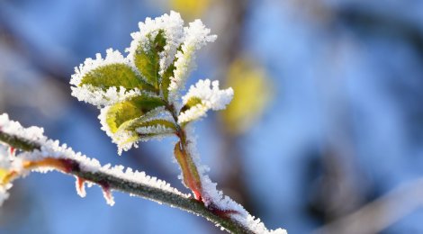 So überstehen Pflanzen die kalte Jahreszeit