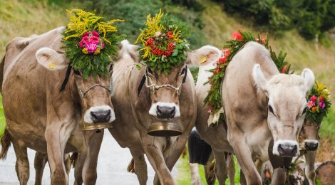 Spektakulärer Alpabzug