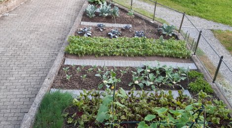 Zurück in den Garten