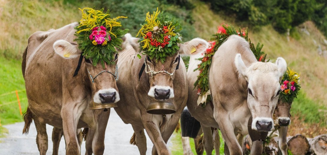 Spektakulärer Alpabzug